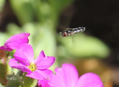 Platycheirus albimanus in flight, hoverfly, Alan Prowse